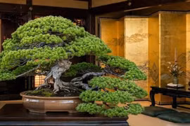 3 cây bonsai cát tường trong nhà mang lại may mắn, bình an