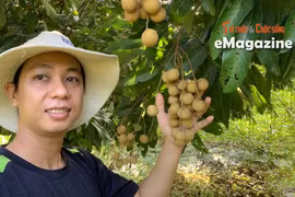 [e-Magazine] Kỹ sư Bách khoa Phạm Trường Sanh khởi nghiệp từ vườn nhãn