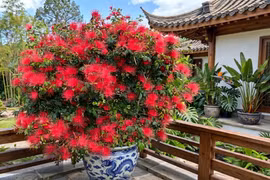 Cây cảnh pháo bông rực rỡ không bao giờ tàn, giúp vượng khí, bình yên