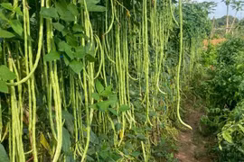 Loại rau dài như dây thừng, ăn nhiều đẹp da, bổ máu, tăng cường miễn dịch
