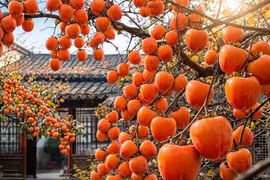 Cây cảnh cát tường người giàu thích, thu về đẹp như tranh, gia đình viên mãn 