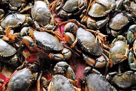 Cua Cà Mau tăng giá mạnh, chạm ngưỡng 850.000 đồng/kg