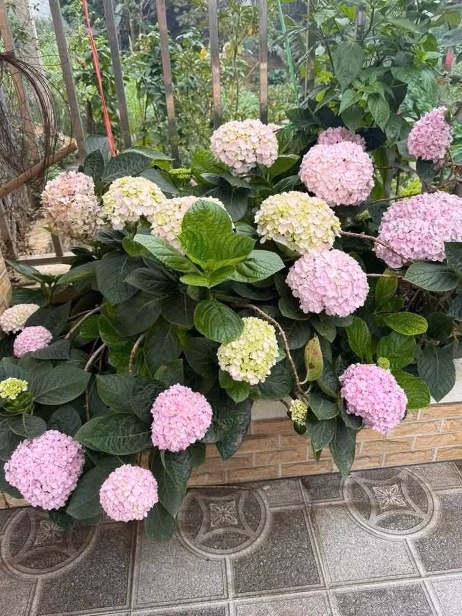 Cẩm tú cầu nổi bật với chùm hoa tròn đầy, tượng trưng cho sự đoàn viên, sung túc. Ảnh: Facebook