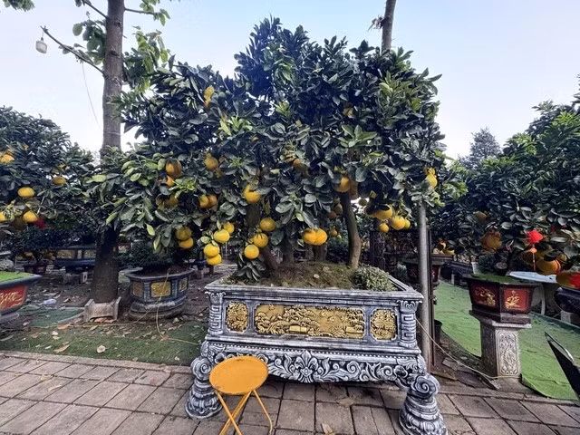 Một số cây bưởi “khủng” giá hơn 150 triệu đồng cũng đã được khách hàng chốt mua sớm. Ảnh: Người lao động