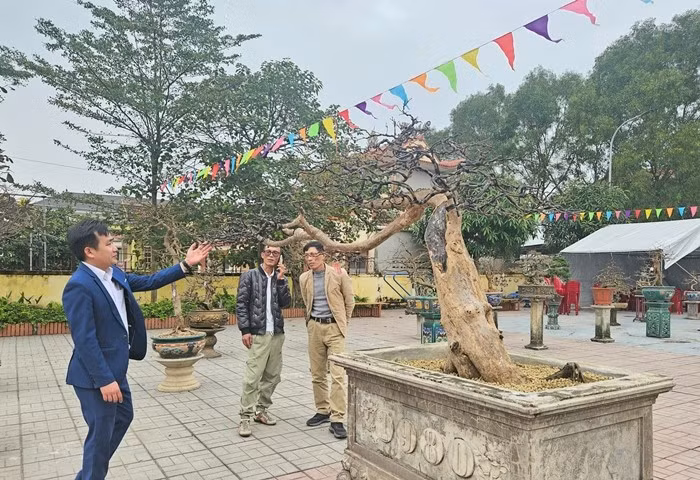 Cây mai vàng có tên "Long Vân Huyền Vũ" do tổng thể thân cây như một con Rồng uốn lượn, xung quanh, những tán cây tỏa ra tựa như mây. Ảnh: Dân Việt