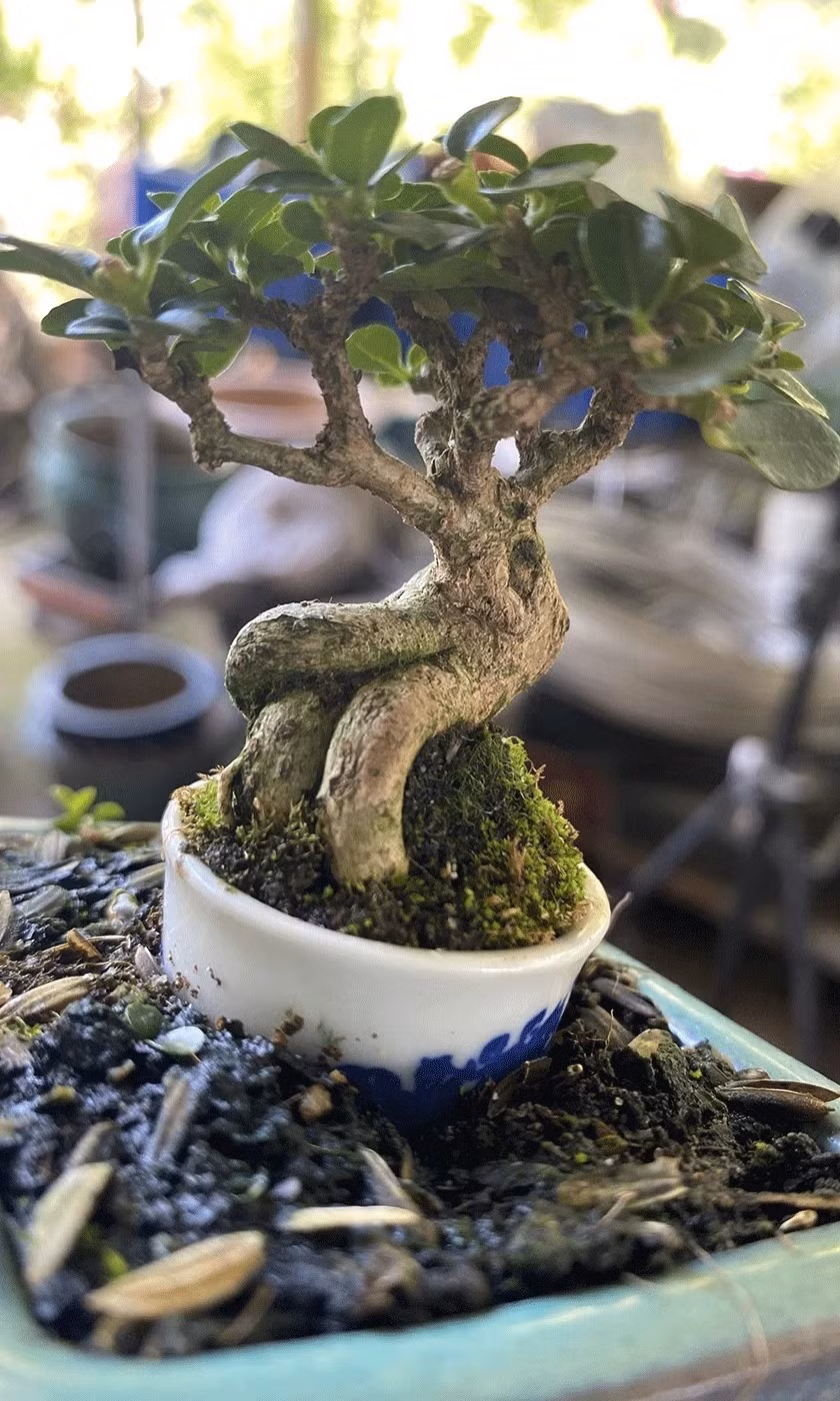 Những chiếc chậu siêu nhỏ, đường kính chỉ 2-3 cm song vẫn có thể trồng được cây khiến mọi người ngưỡng mộ. Ảnh: Dân Việt