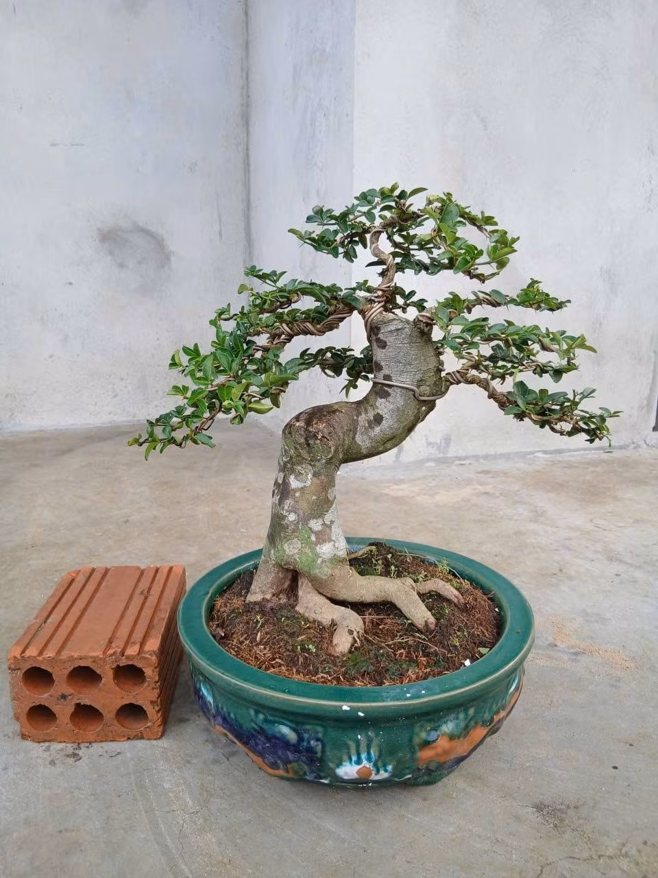 Để có được thân cây bonsai tí hon, người trồng phải tìm cách cho cây không cho sinh trưởng theo tự nhiên. Ảnh: Facebook