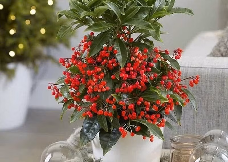 Cây kim ngân lượng được nhiều người gọi vui là “hồng ngọc cảnh” vì quả đỏ mọng như ngọc, sáng bóng như được đánh vec-ni. Ảnh: Internet