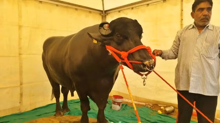 Mỗi con trâu cái giống Murra có khả năng cho 20-25 lít sữa mỗi ngày, mang về nguồn thu nhập không nhỏ. Ảnh: Sambad English