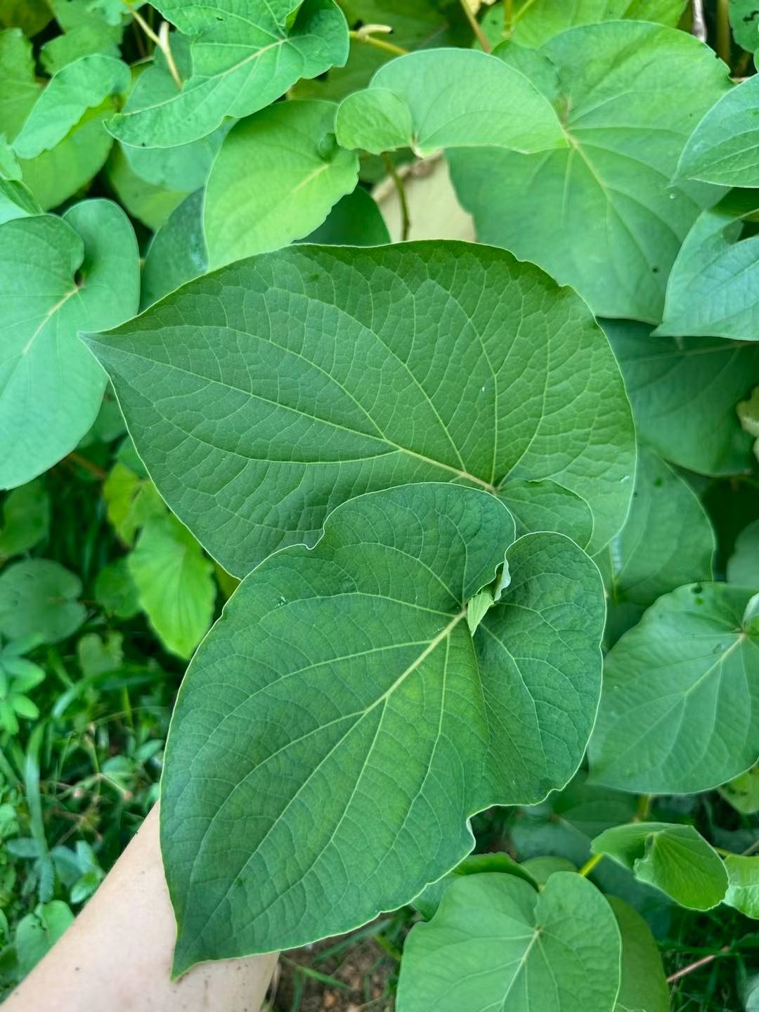 Đây là loại lá độc đáo, ít người biết nhưng mang hương thơm đặc trưng không thể trộn lẫn. Ảnh: Facebook