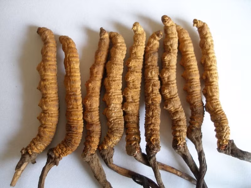 Do nhu cầu tăng cao và khai thác ồ ạt, đông trùng hạ thảo tự nhiên ngày càng khan hiếm, dẫn đến giá leo thang. Ảnh: Migola Travel