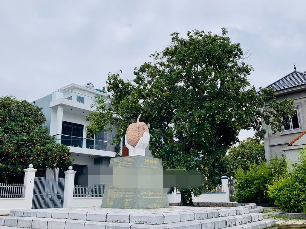 Cây vải tổ của giống vải trứng Hưng Yên được trồng tại vườn gia đình ông Nguyễn Văn Vì, thôn Ba Đông, xã Phan Sào Nam (Phù Cừ). Ảnh: Báo Hưng Yên