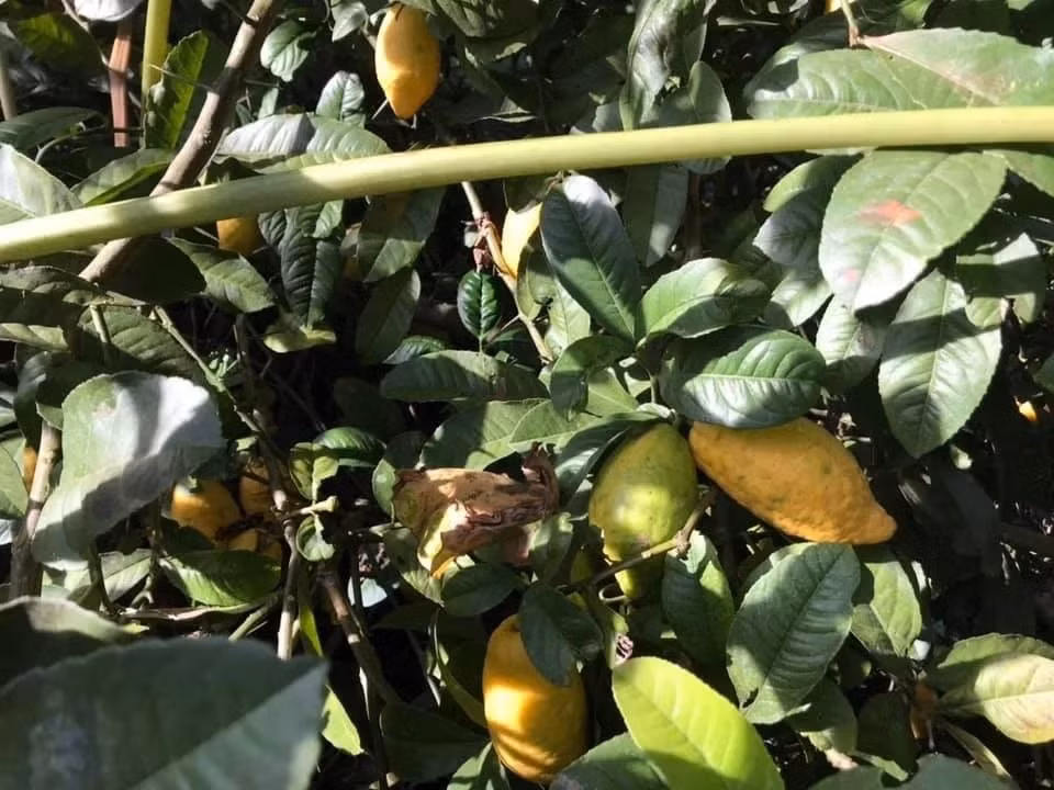 Do sinh trưởng tự nhiên, không được chăm bón nên chanh yên rừng năng suất thấp. Có cây mỗi vụ chỉ đậu vài quả, thậm chí có cây không được trái nào. Ảnh: Dân Việt
