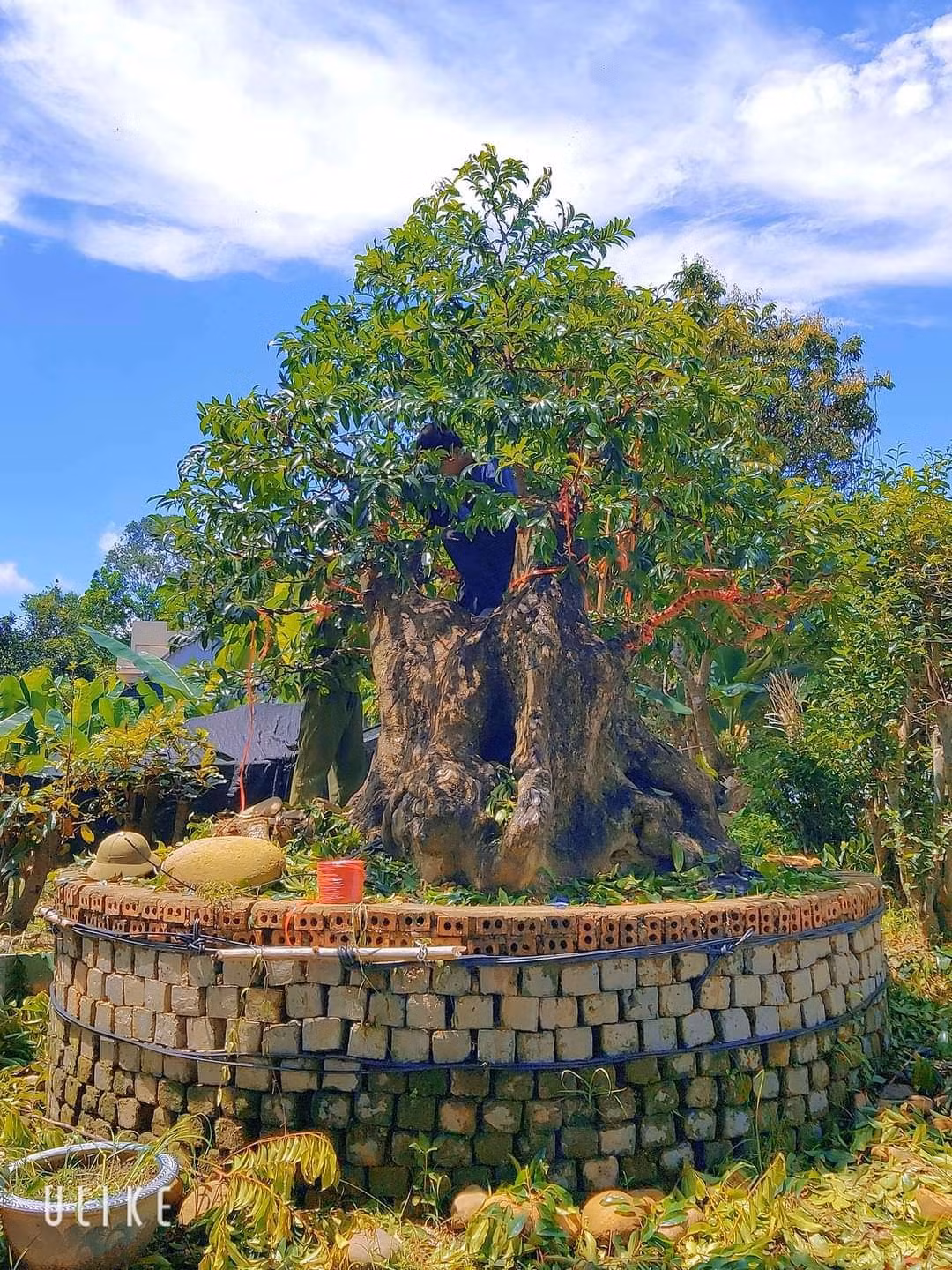 Trước đó, anh Trần Bá Hội (Quảng Ninh) từng gây chú ý với cây thị cổ thụ ước chừng tuổi đời đến hơn 400 tuổi. Ảnh: Nông thôn Việt