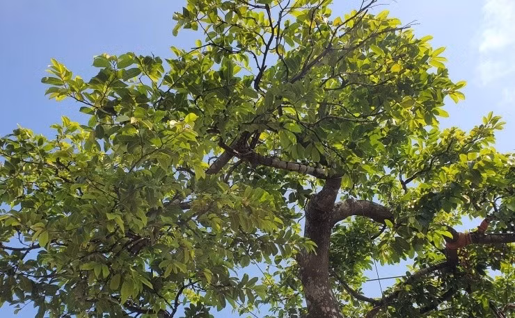 Từng có khách trả 2 tỷ đồng nhưng chủ nhân không bán. Bởi với anh, cây thị này là vô giá. Ảnh: Người đưa tin
