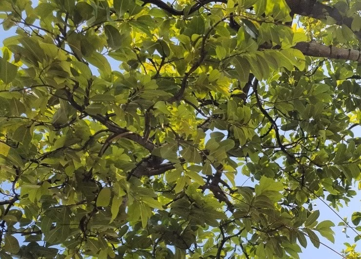 Lá cây xếp đan xen vào nhau dày đặc như có thể che hết toàn bộ nắng mưa cho thân. Ảnh: Người đưa tin