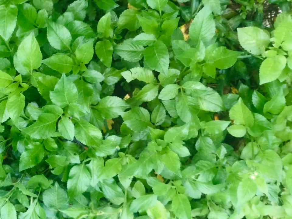 Trên chợ mạng, rau xuyến chi được rao bán khoảng 30.000 – 40.000 đồng/kg, thậm chí có nơi rao bán tới 70.000 đồng/kg. Ảnh: Facebook