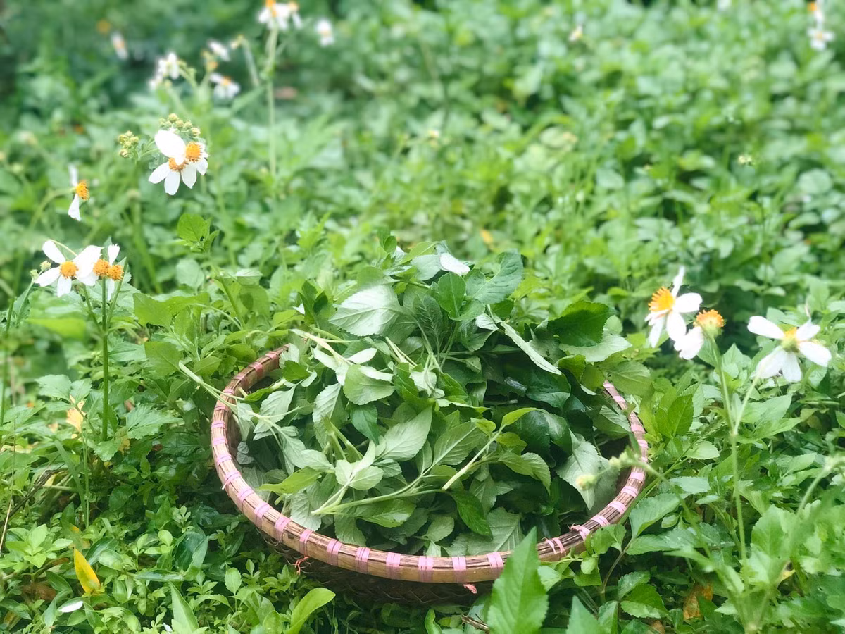 Ngày nay, nhiều hộ gia đình trồng xuyến chi tại vườn hoặc xen canh ruộng để thu hoạch quanh năm. Ảnh: Facebook