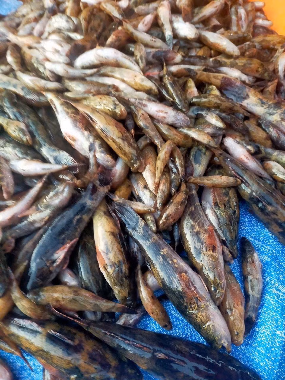 Cá bống tượng sông Đà chủ yếu loại nhỏ, giá bán khoảng 140.000–160.000 đồng/kg, trung bình mỗi kg có 6–8 con. Ảnh: Facebook