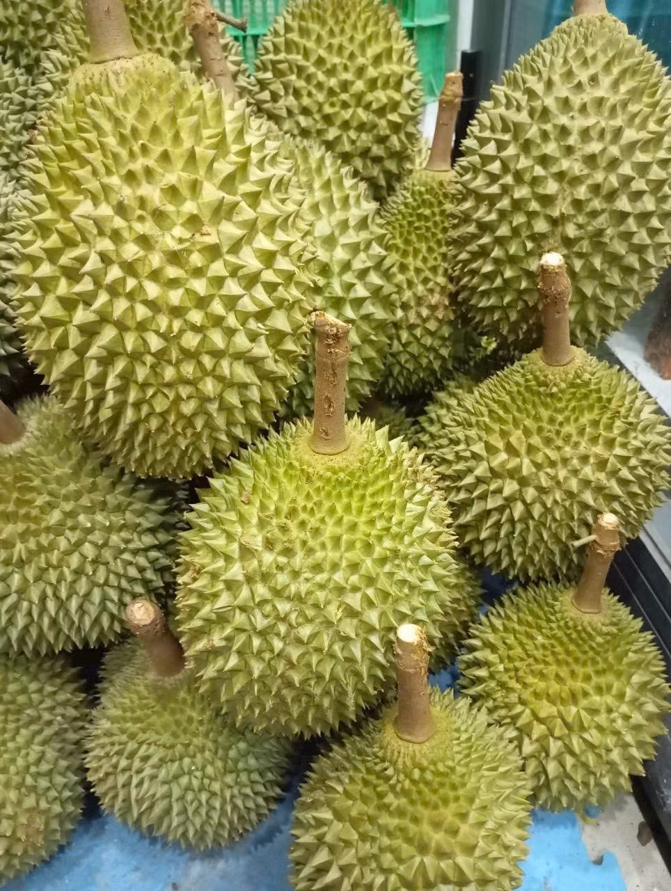 Hiện nay, giá sầu riêng Musang King giảm do nguồn cung dồi dào, đặc biệt là loại sầu riêng này đã trồng tại Việt Nam. Ảnh: Facebook