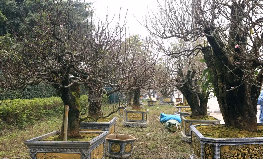 Cận Tết Nguyên đán, trên nhiều trục đường lớn tại Thanh Hóa, các điểm bán và cho thuê đào Tết hoạt động nhộn nhịp từ sáng đến tối. Ảnh: Vietnamnet