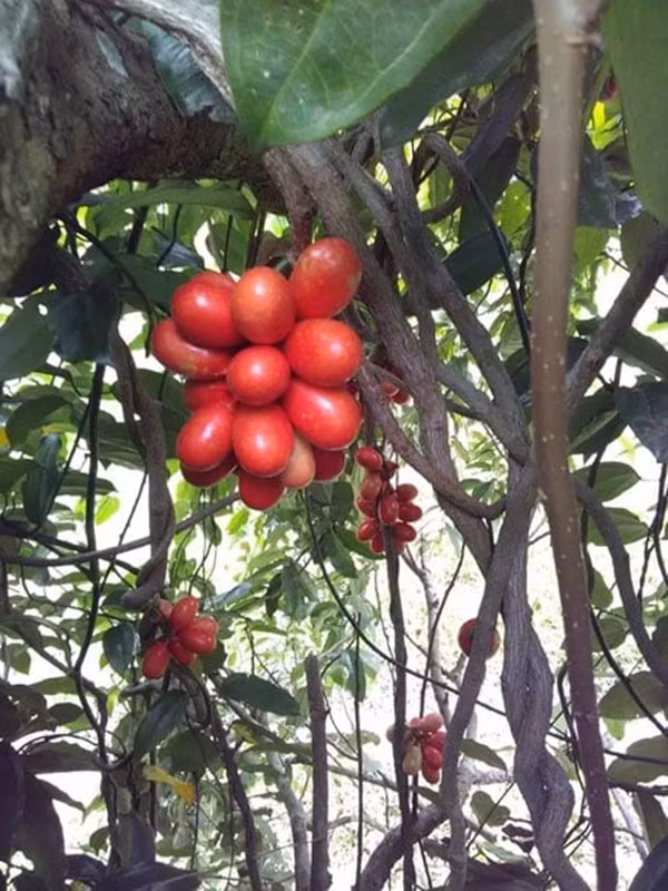 Quả máu mọc thành chùm, dáng bầu dục nhỏ bằng đầu ngón tay. Vị quả chua nhẹ, thanh mát, khác hoàn toàn so với loại quả quen thuộc như cóc, sấu, dâu da...Ảnh: Dân Việt