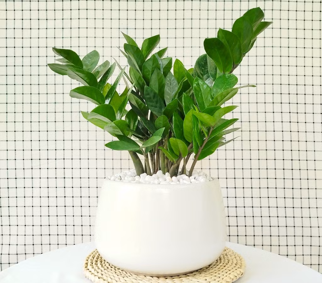 Kim tiền là một trong những loại cây phong thủy phổ biến nhất vào dịp cuối năm. Với tán lá xanh đậm, dày và bóng, cây kim tiền tượng trưng cho sự giàu sang, thịnh vượng và ổn định tài chính. Ảnh: Yêu cây