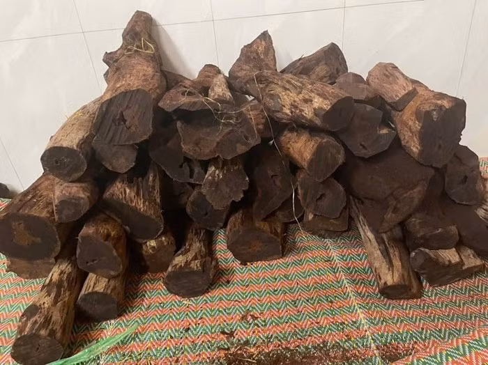 Thời gian gần đây, gỗ mán đỉa có nhiều ở vùng rừng Quảng Trị được thương lái thu mua với giá cao, tính bằng kg. Ảnh: Tiền phong