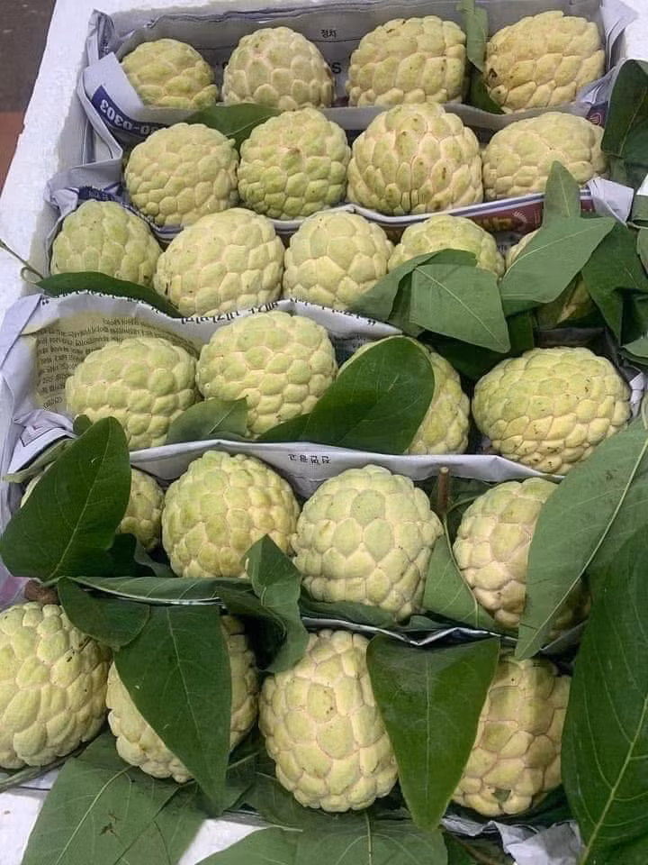 na-chin2.jpg