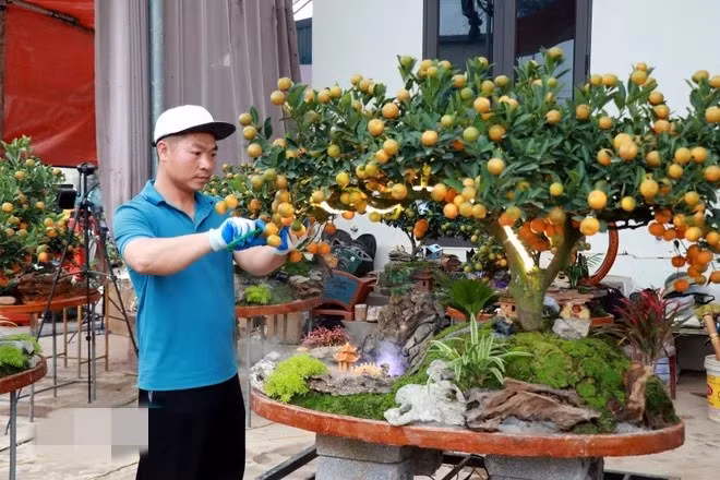 Những ngày này, trên các con đường từ cánh đồng đến khu dân cư phường Vị Khê (tỉnh Ninh Bình) luôn tấp nập xe ô tô chở cây cảnh giao cho khách. Ảnh: TTXVN