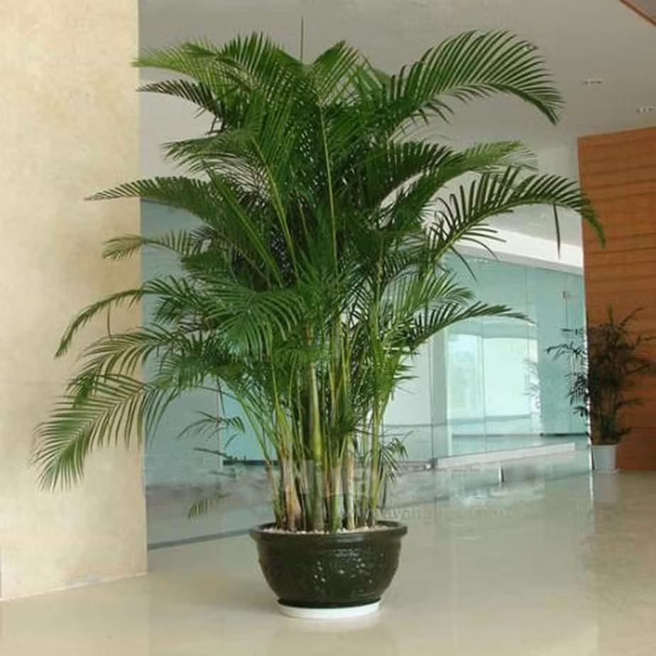 Cau cảnh có thân thẳng, tán lá gọn gàng, thường được trồng trước nhà để tạo cảm giác thanh thoát và trang nghiêm. Ảnh: Internet