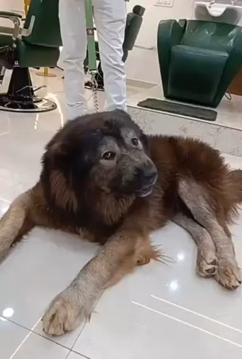 Giống chó có ngoại hình như chó sói, cực kỳ hiếm và chưa từng được bán trước đây. Ảnh: Nypost