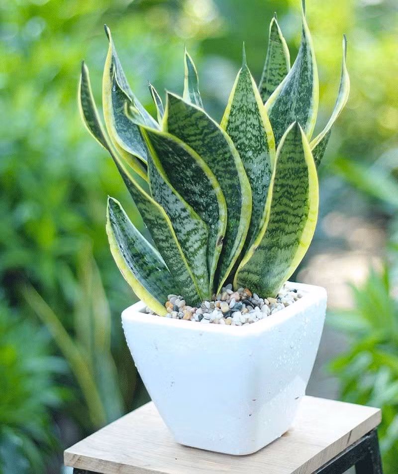 Trồng cây lưỡi hổ trong nhà dịp đầu năm giúp mang lại cảm giác an tâm, vững vàng và khởi đầu mới đầy năng lượng tích cực. Ảnh: Hata Landscape