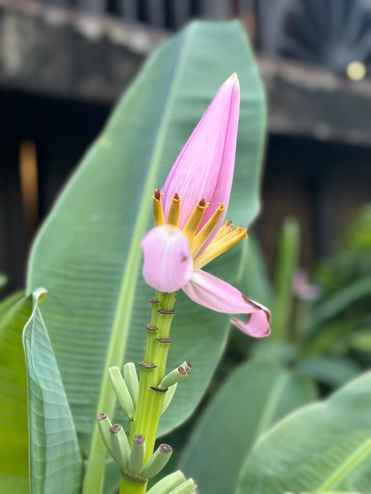 Hầu hết các loại hoa trong vườn đều dễ trồng, chỉ cần tưới nước đều và sống dưới ánh sáng tự nhiên. Ảnh: FB Nguyễn Vy Oanh