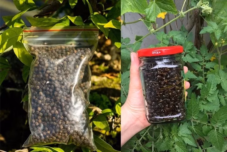 Trước kia, quả sả rừng chủ yếu được hái về dùng trong gia đình, làm gia vị cho các món kho, nướng...Nhưng nay, loại quả dại này được thương lái lùng mua số lượng lớn. Ảnh: Dân Việt
