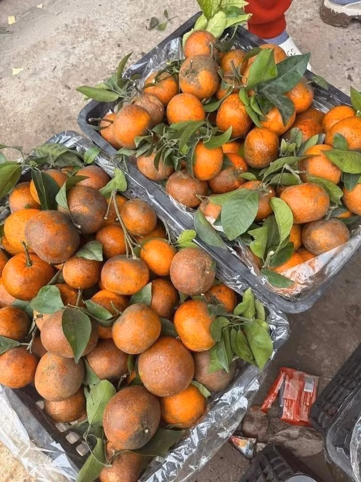 Loại quả này có vị ngọt đậm, thơm, vỏ mỏng rám, được người bán giới thiệu xuất xứ từ Cao Bằng, Hòa Bình, Bắc Giang cũ nên khá hút khách. Ảnh: Facebook