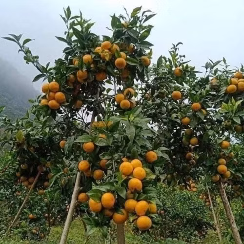 Chị Duyên (tiểu thương tại Hà Đông, Hà Nội) cho biết, quýt sim trên thị trường có hai nguồn gốc chính là giống nhập từ khu vực Ôn Châu (Quảng Tây, Trung Quốc) và giống quýt trồng tại trang trại Vitropi (Cao Phong, Hòa Bình cũ). Ảnh: Nông sản Phương Anh