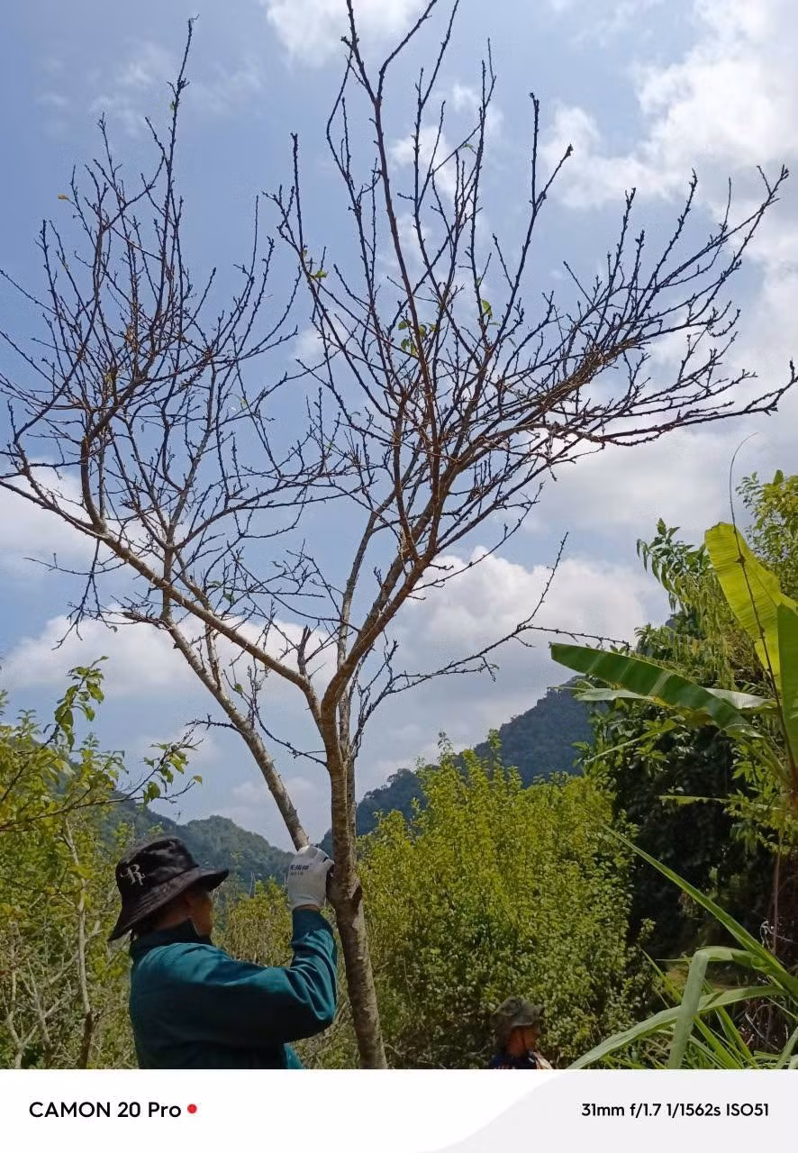canh-man4.jpg