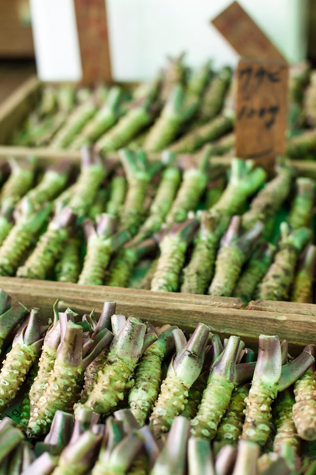 Bên cạnh đó, mỗi cây wasabi phải trồng 2 năm mới có thể thu hoạch, mỗi củ chỉ nặng khoảng 300 gram. Ảnh: Tasteatlas