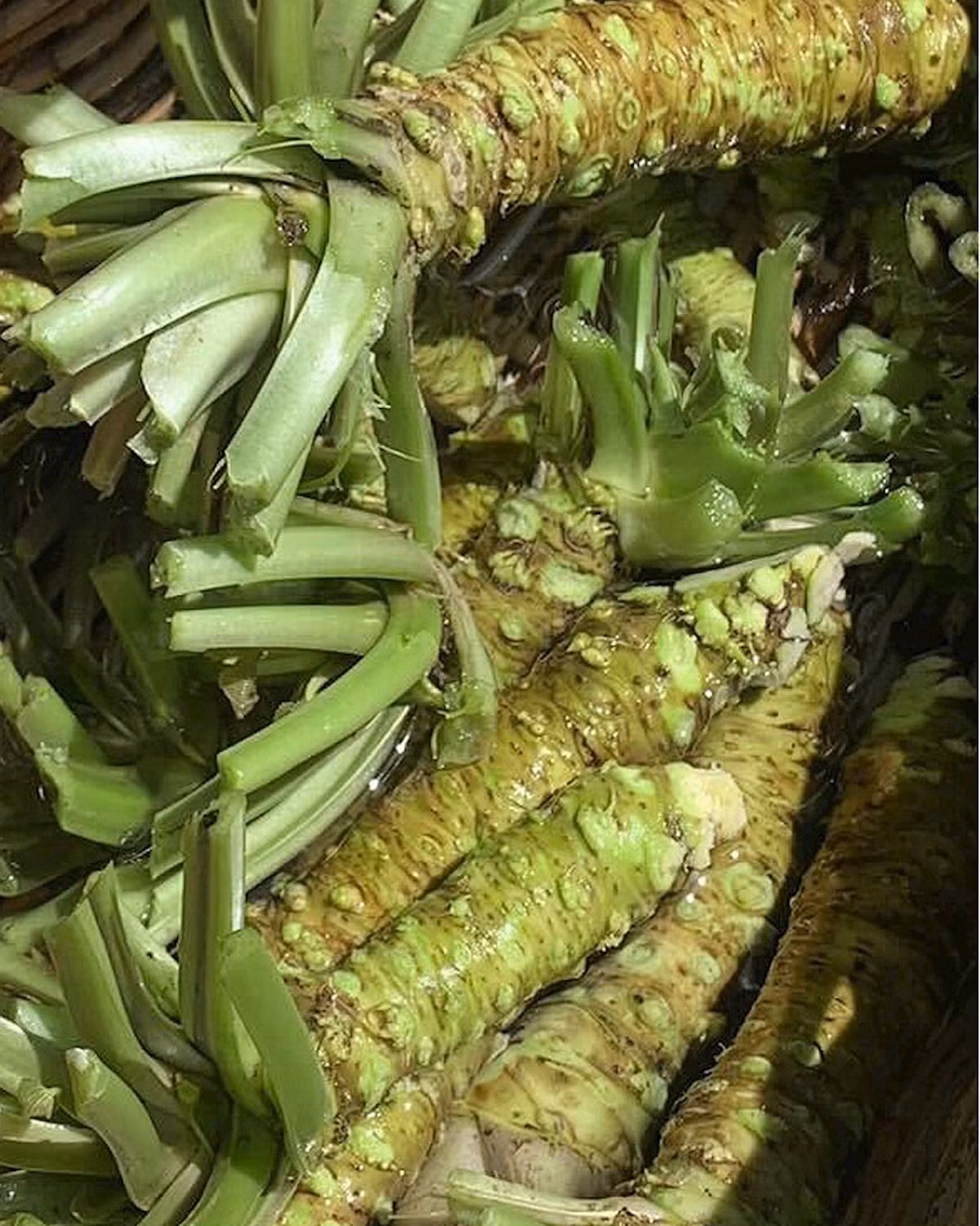 wasabi1.jpg