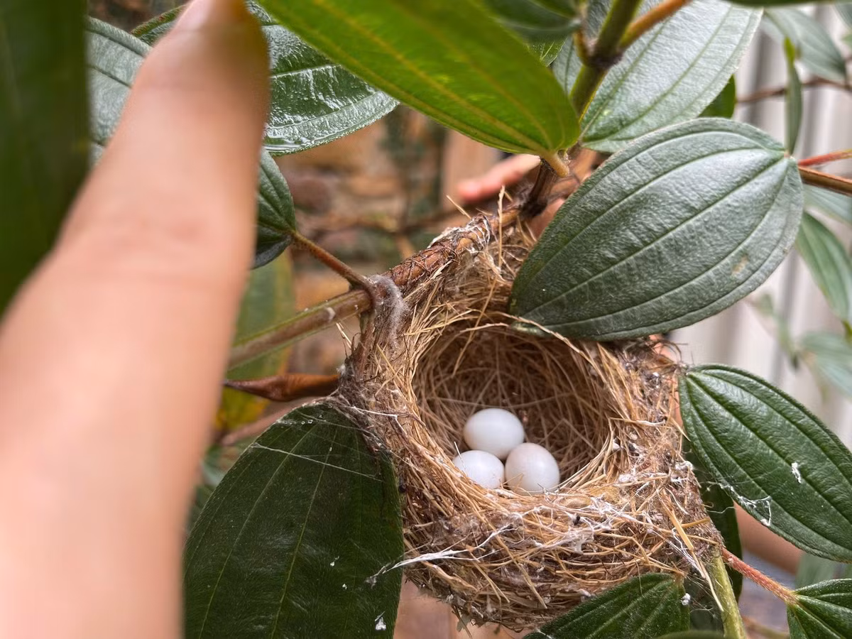 Dù trải qua trận mưa đêm, tổ chim nhỏ vẫn bình yên vô sự, chờ ngày trứng nở. Ảnh: FBNV