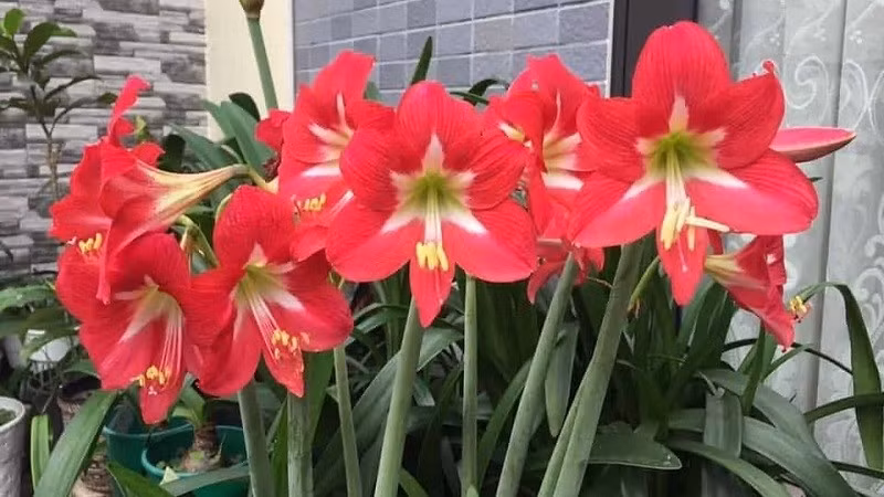 Trong phong thủy, lan huệ đỏ mang ý nghĩa xua đi điều không may, thu hút vượng khí và đem lại tài lộc cho gia chủ. Ảnh: Internet