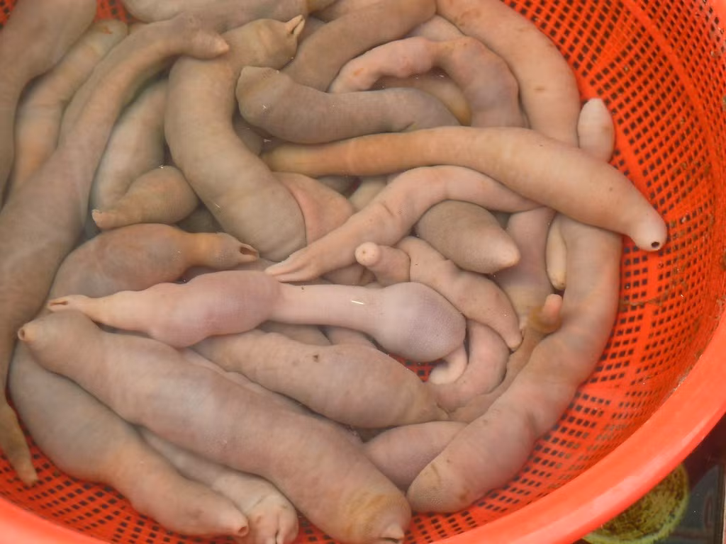 Gaebul có thân hình dài, trơn, mềm, thường có màu từ nâu nhạt tới hồng thịt, bên ngoài là lớp nhớt. Ảnh: Flickr