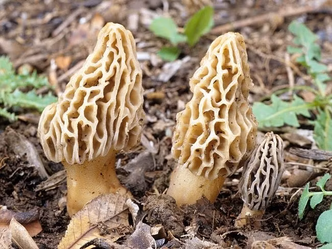 Nấm Morel (hay còn gọi Morchella, nấm bụng dê), là một trong những loại nấm quý hiếm mọc tự nhiên. Ảnh: Internet