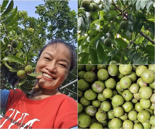Nghệ sĩ Tú Oanh khoe cây sấu cho đến 50kg quả. Ảnh: FB Oanh Le Tu