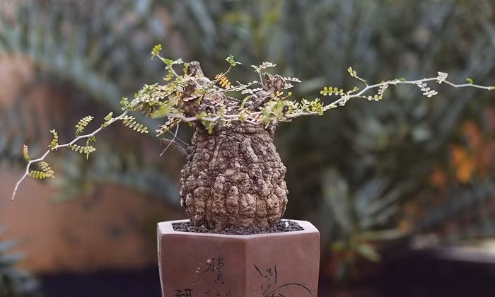 Không chỉ nhìn vào vẻ ngoài, người mua còn đánh giá cấu trúc rễ, độ già của thân, thế cây và khả năng phát triển lâu dài. Ảnh: Flickr
