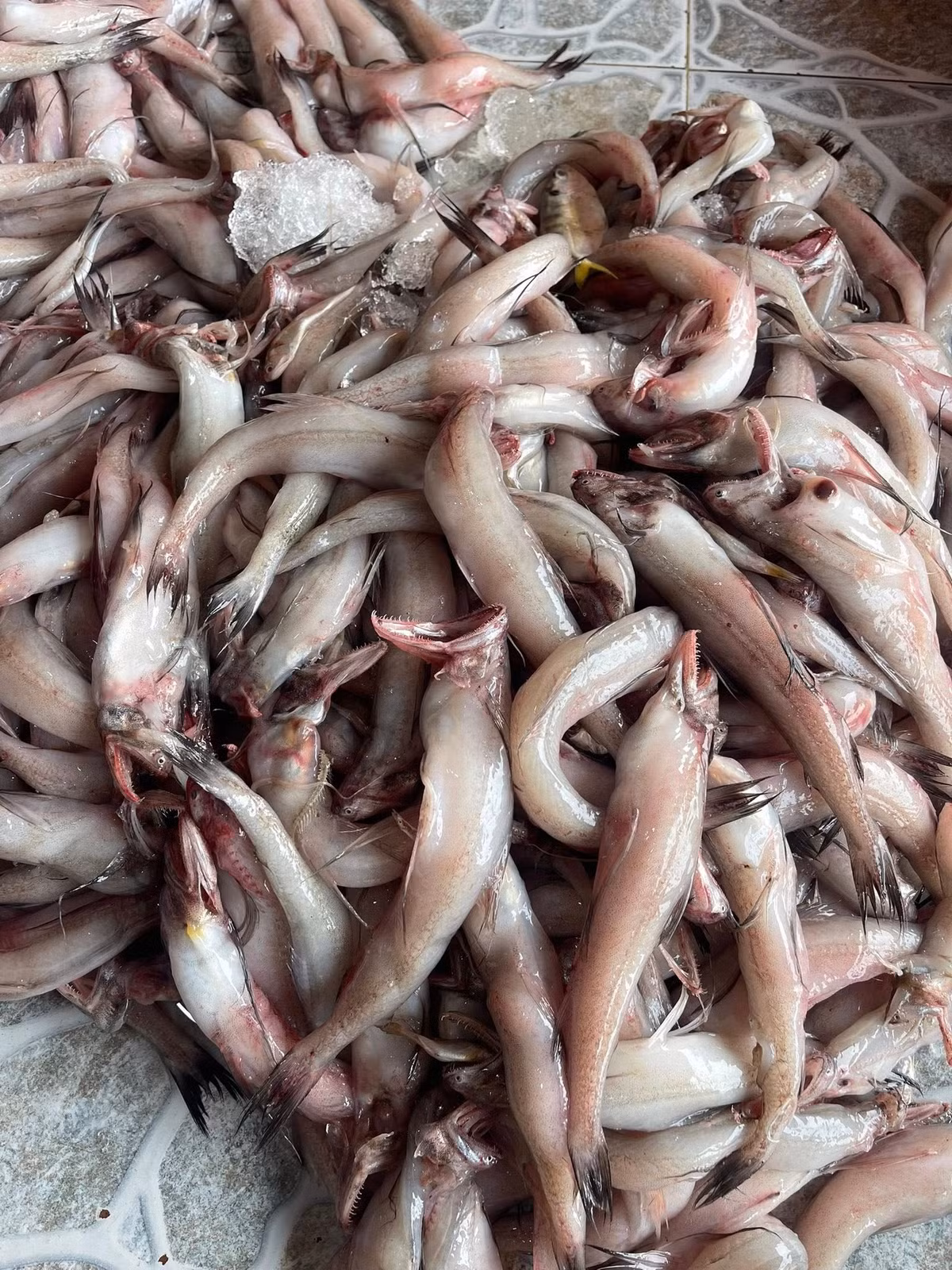 Cá khoai sống chủ yếu ở nước mặn, bơi thành từng đàn, mình tròn, thon dài như củ khoai lang. Ảnh: Facebook