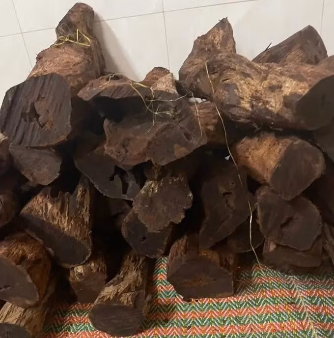 Theo nguồn tin trên Báo Người Lao Động, tại kho tập kết của một thương lái, gỗ mán đỉa được cắt thành từng phách, lộ rõ lõi nâu đỏ, vân đen và mùi thơm nhẹ. Ảnh: SGGP