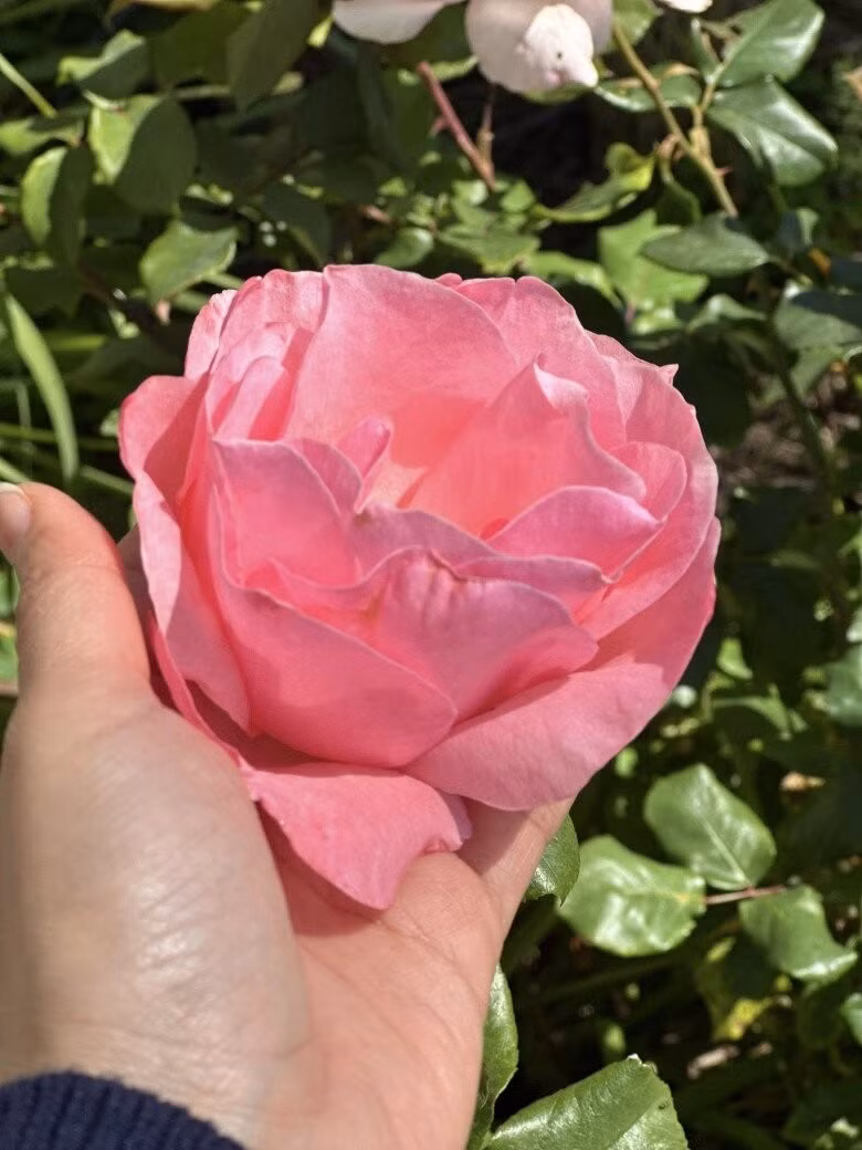 Bông hồng to, đạt chuẩn về màu sắc tại Mỹ đòi hỏi kỹ thuật cắt tỉa và bón phân định kỳ. Ảnh: FB Nguyễn Vy Oanh