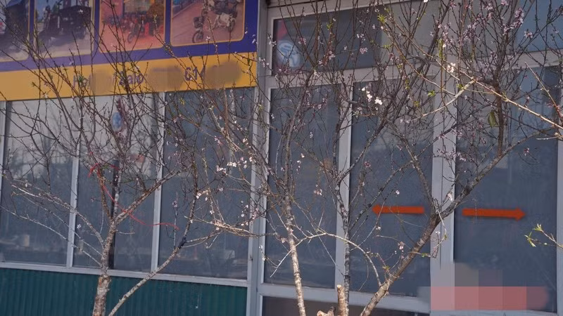 Các loại đào rừng Tây Bắc chủ yếu là cành lớn, cắm sẵn bình, giá dao động từ 1,5 - 2,5 triệu đồng/cành, tùy dáng thế và mật độ nụ. Ảnh: Báo Công Thương